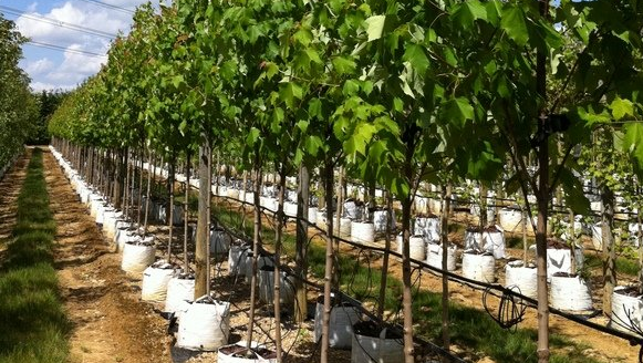 MGS Tree Services - East Lothian