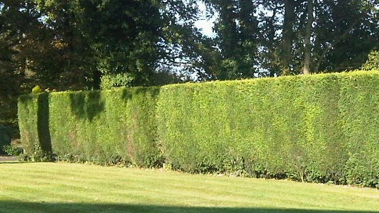Shrub and Hedge cutting, Hedge trimming, hedge removal East Lothian, Dunbar, North Berwick, Haddington