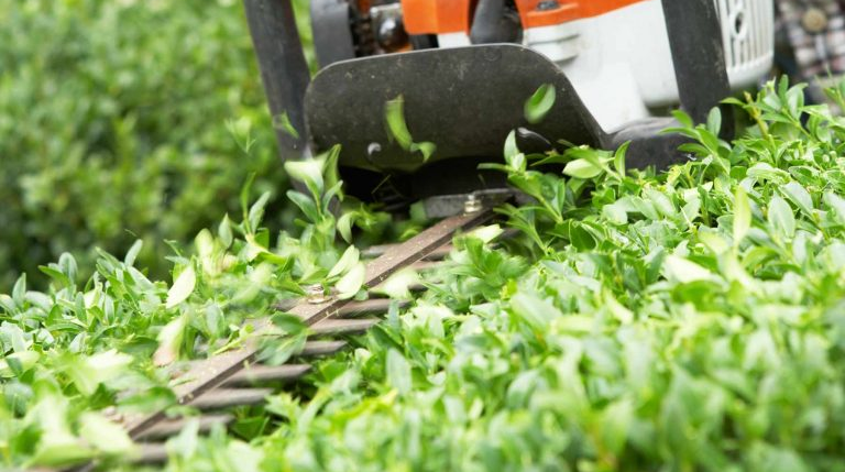 Hedge and Shrub cutting trimming East Lothian Musselburgh Tranent East Linton Dunbar