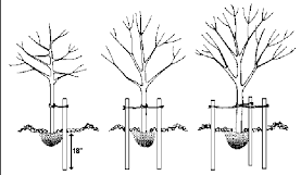Tree Planting Services Dunbar, Prestonpans, Wallyford, Longniddry, East Linton, East Lothian, West Barns