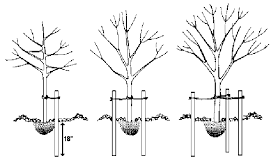 Tree Planting East Lothian, Edinburgh