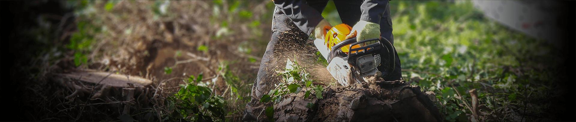 Tree surgery, pruning, Tree removal, Tree surgeon, East Lothian, Edinburgh
