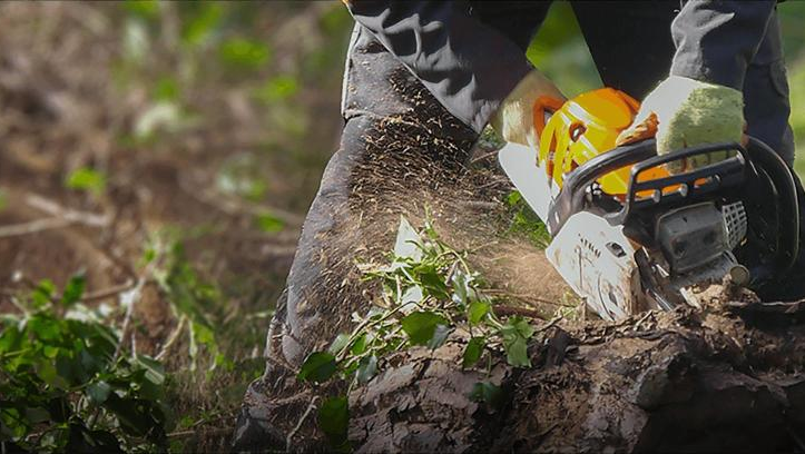 Tree Surgeons East Lothian, Edinburgh, Dunbar, East Linton, North Berwick, Musselburgh, Longniddry