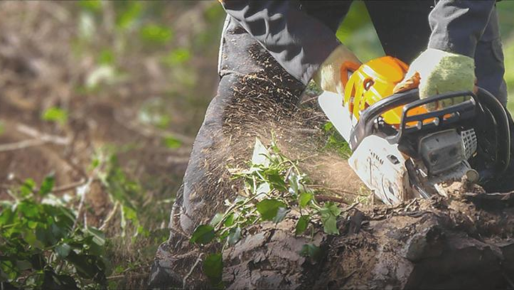 MGS Tree Services - East Lothian