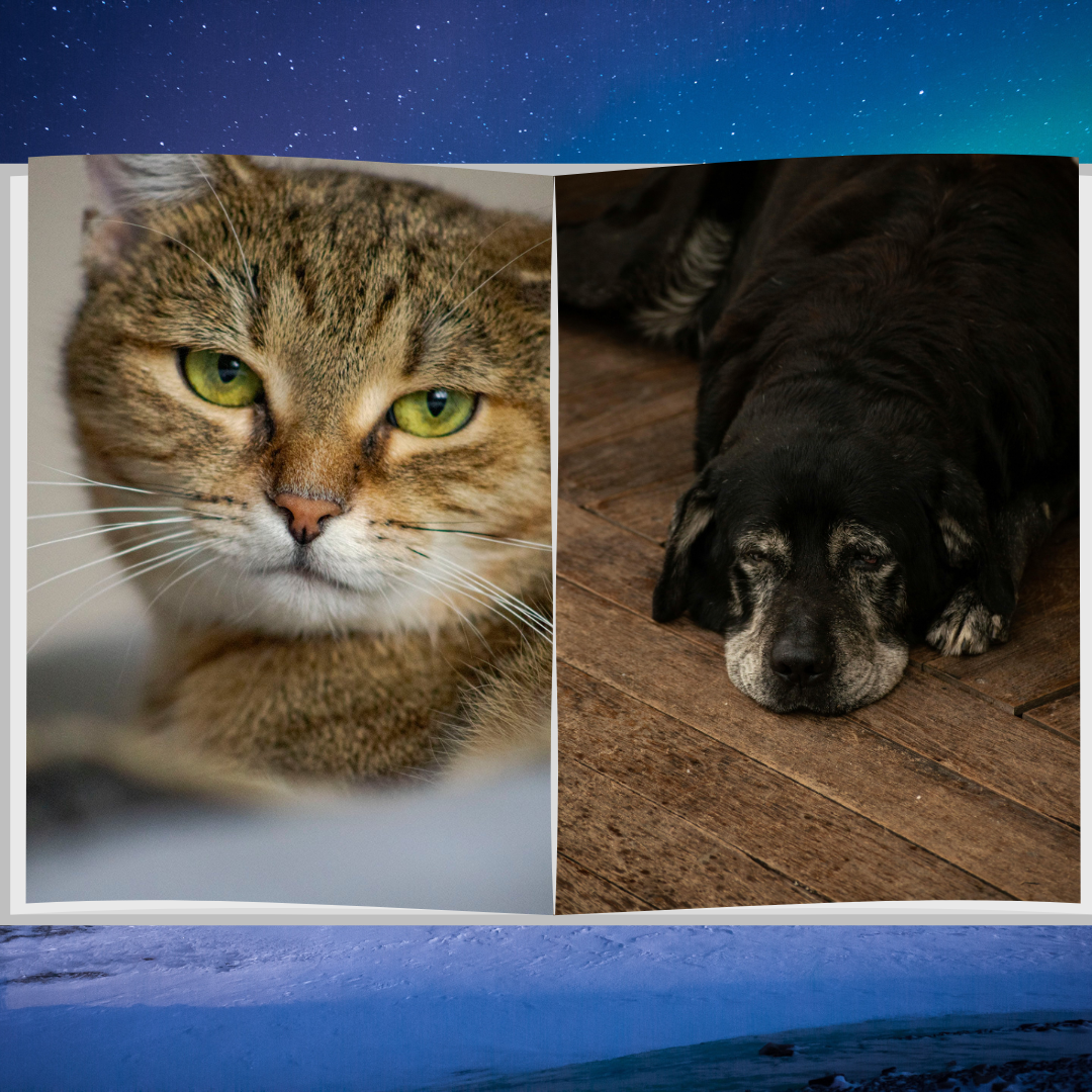 Ältere Katze und Hund ruhen warm zugedeckt, FördeVet Kiel behandelt Arthrose und Gelenkschmerzen im