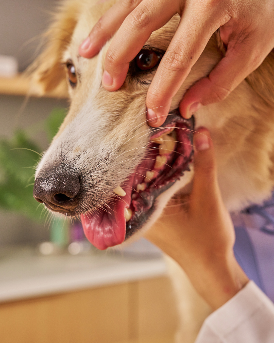 Stressfreier Tierarztbesuch in Kiel – Tipps von FördeVet für Hund & Katze