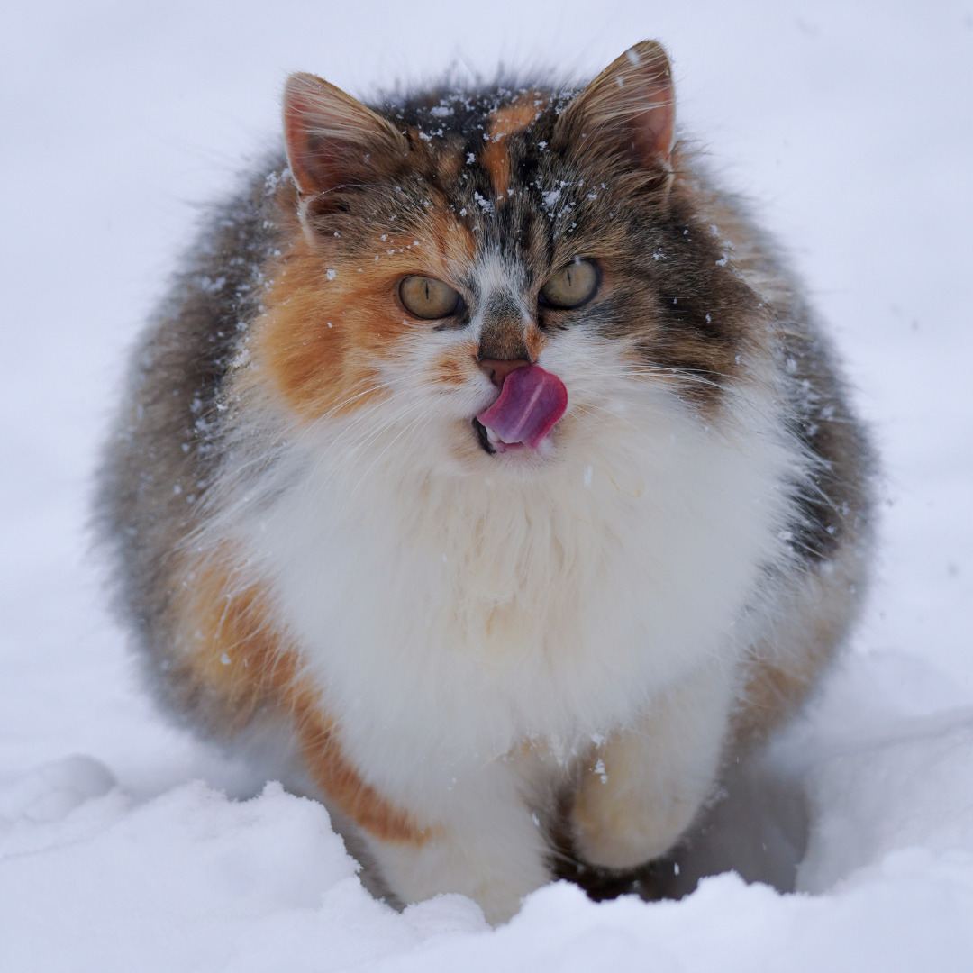 Wohnungskatze mit Übergewicht, Beratung FördeVet Kiel