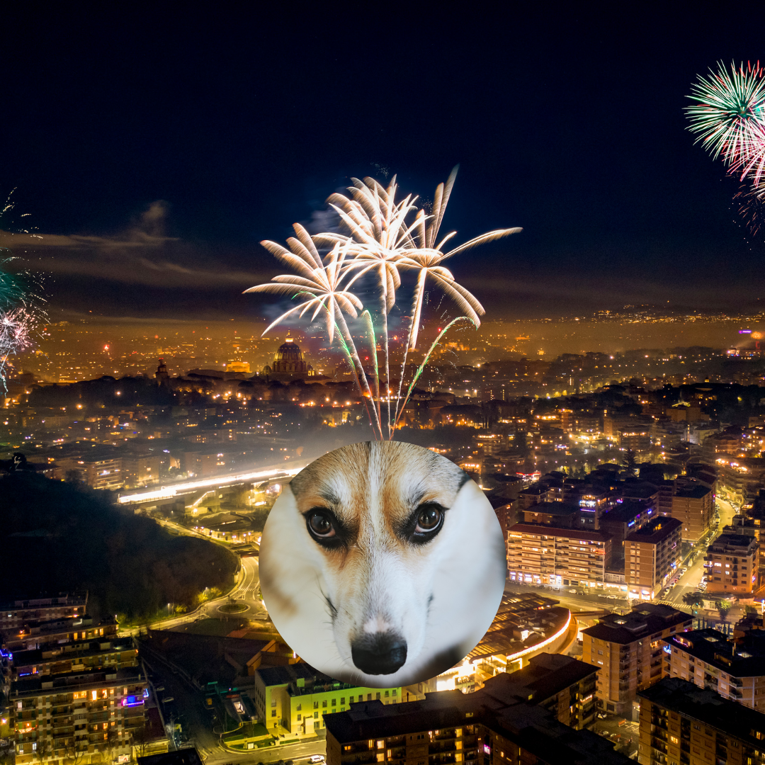 Hund mit Angst vor Feuerwerk, Beratung bei FördeVet Kiel zur Silvesterangst
