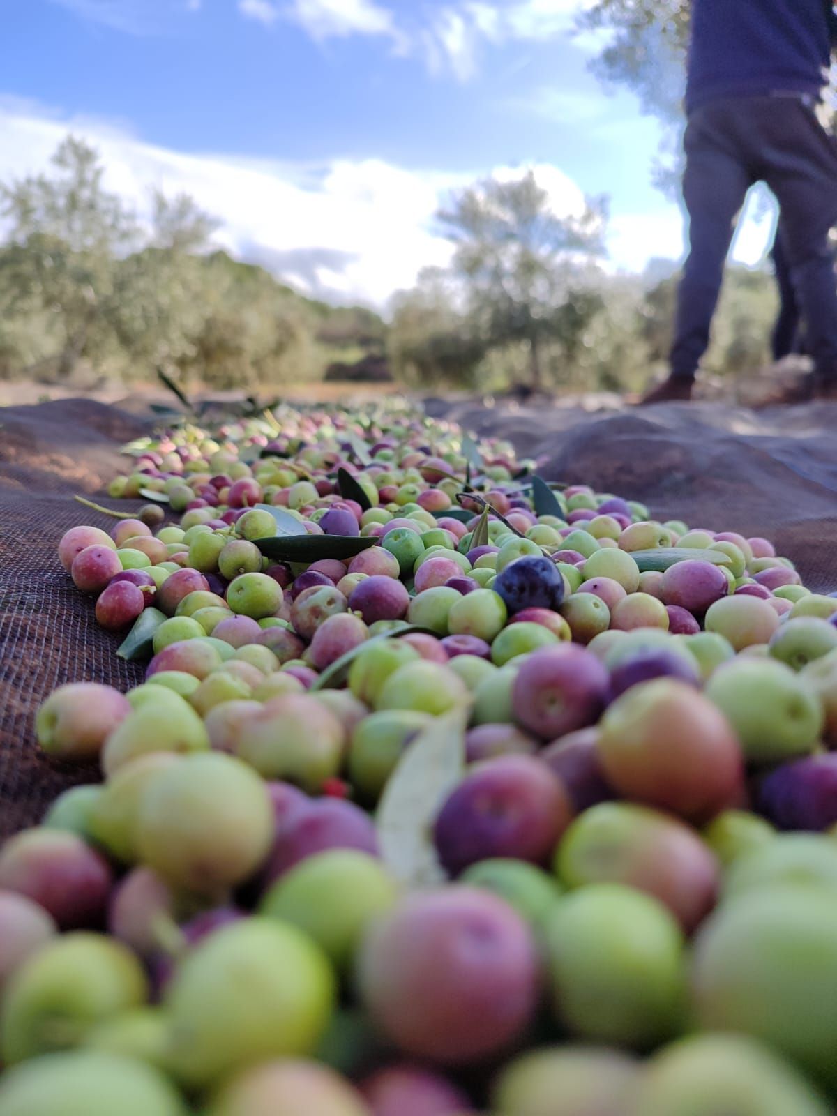 Las olivas son el tesoro de nuestro aceite de oliva viergen extra