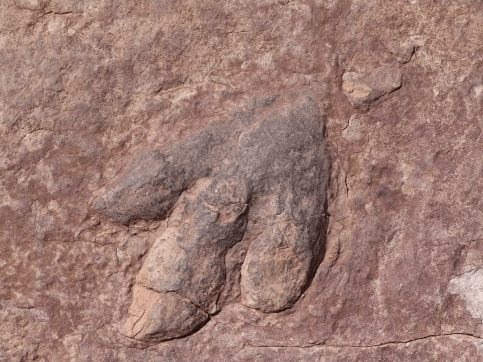 Dinosaur footprint fossil