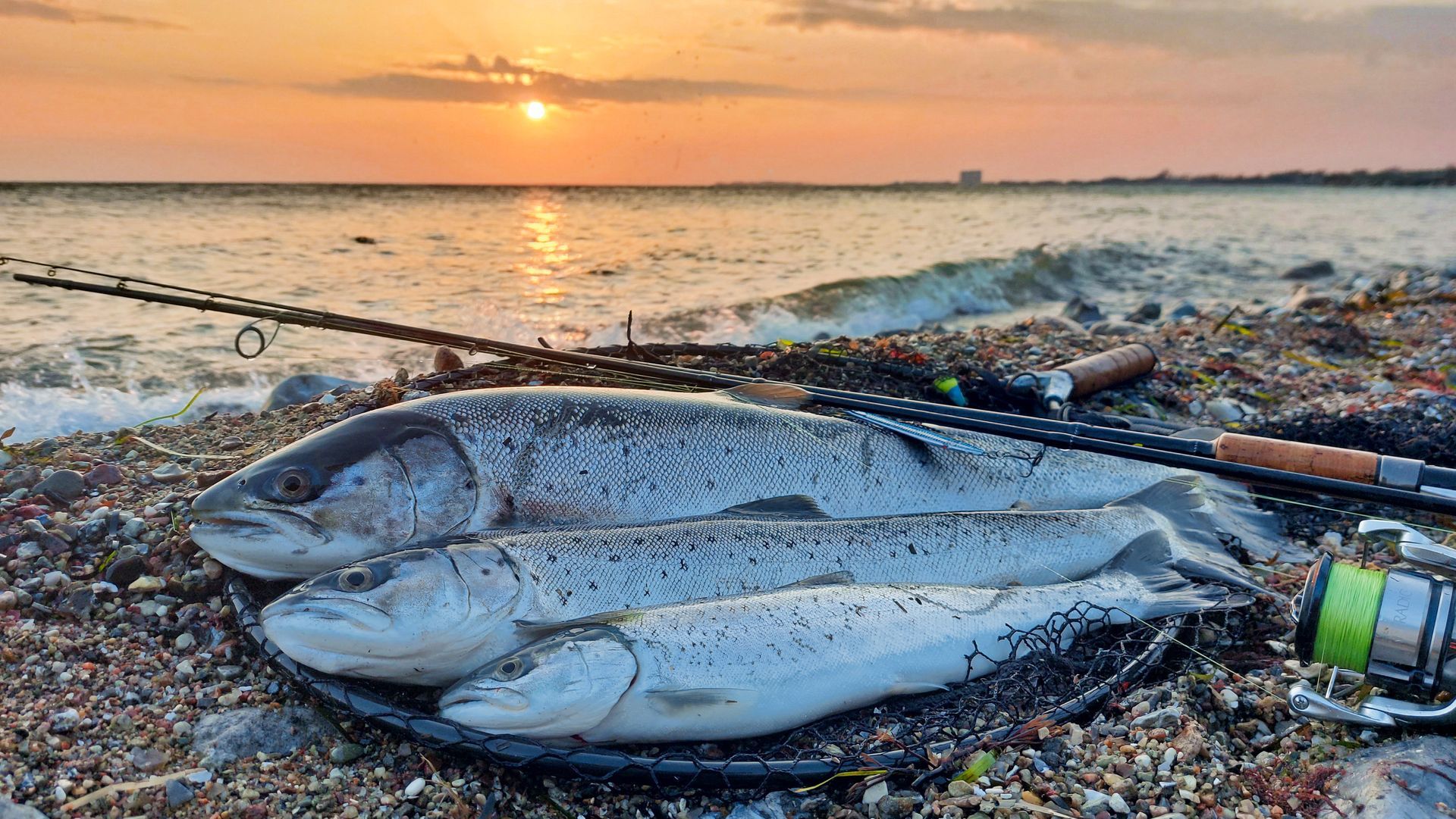 Meerforelle auf Fehmarn gefangen, 66 cm lang und silber blank.