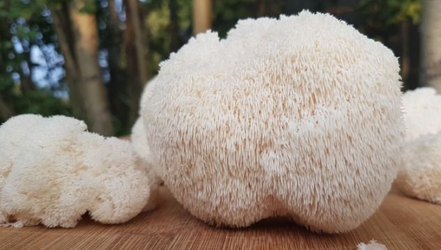 lions mane mushroom