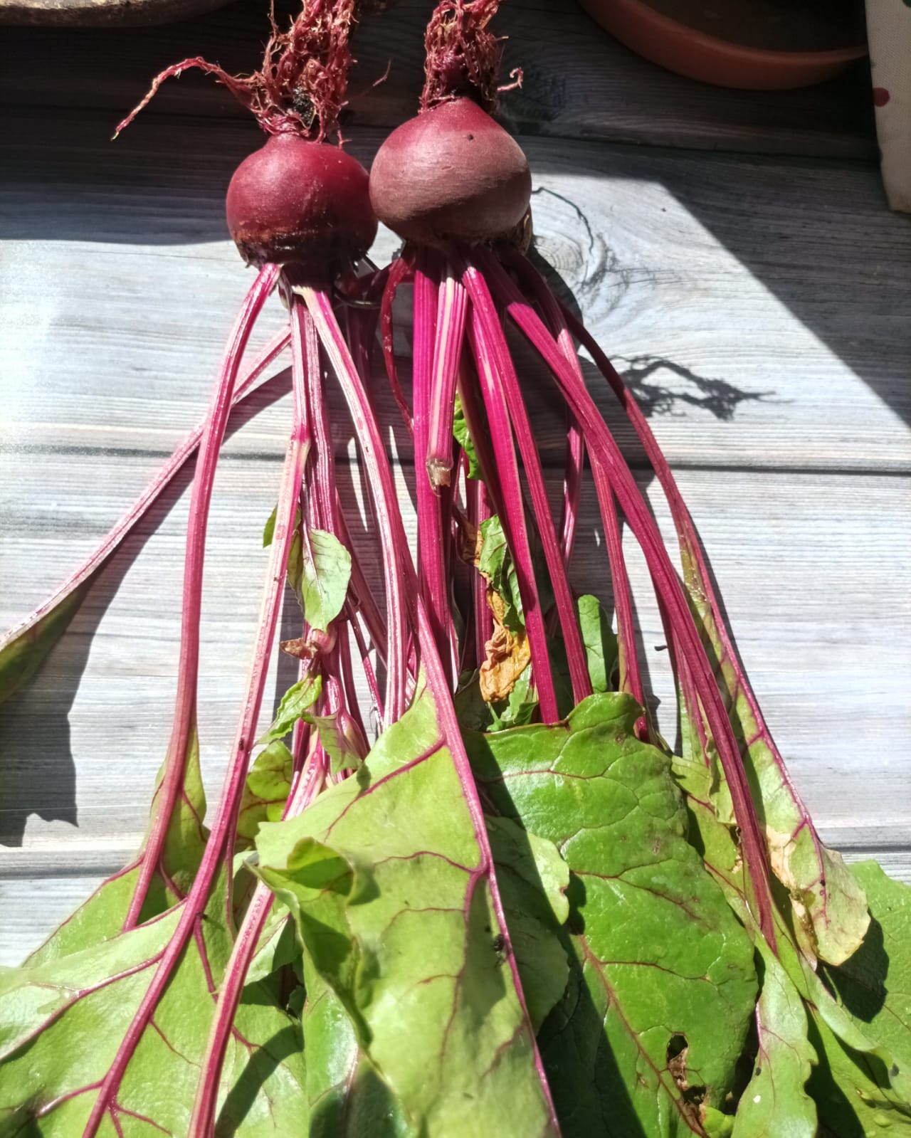 beetroots on a table