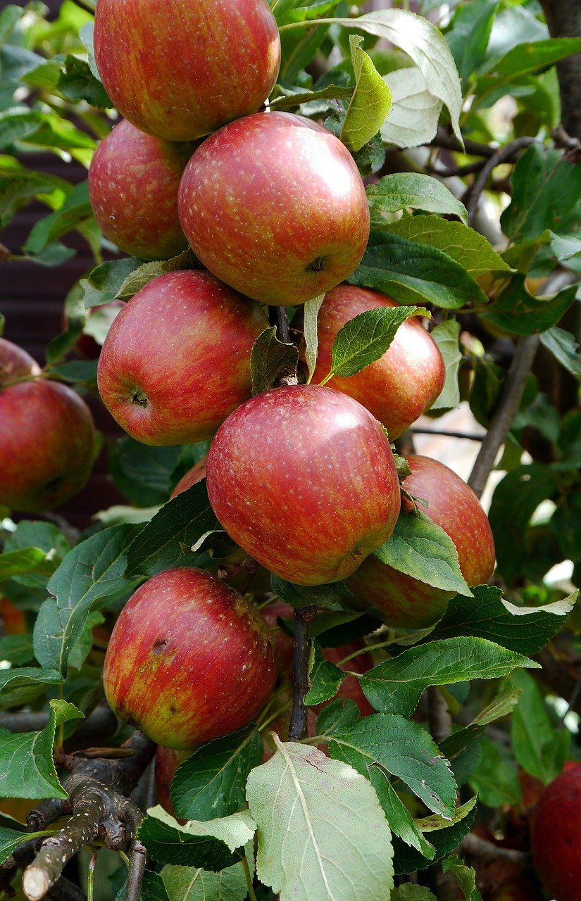 apples