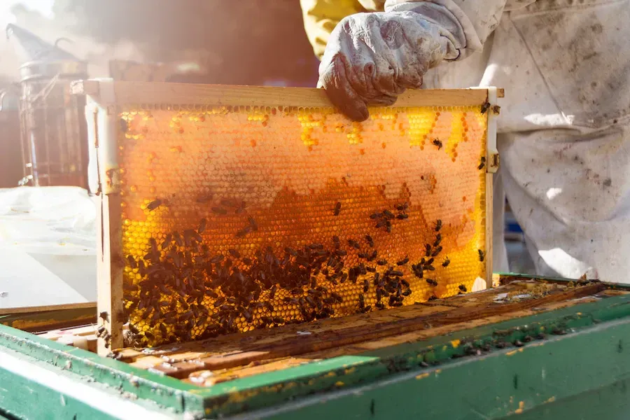 beekeeping