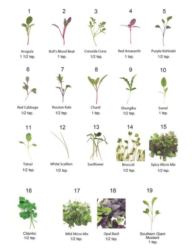 types of microgreens