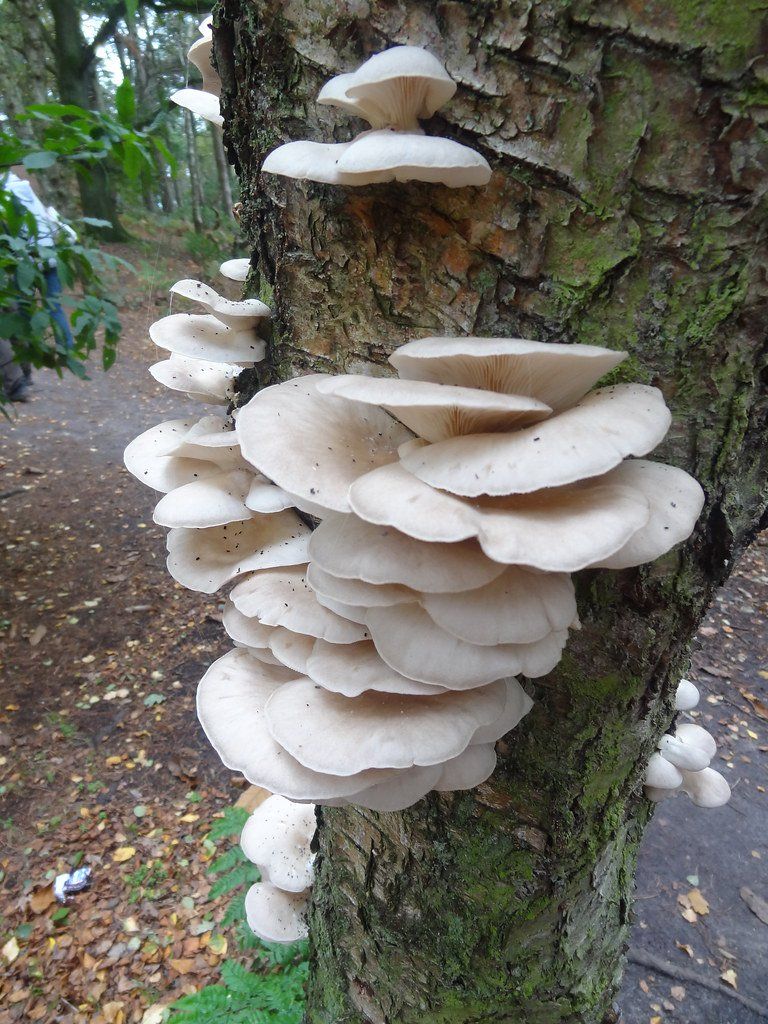 white oyster mushrooms growing on a tree
