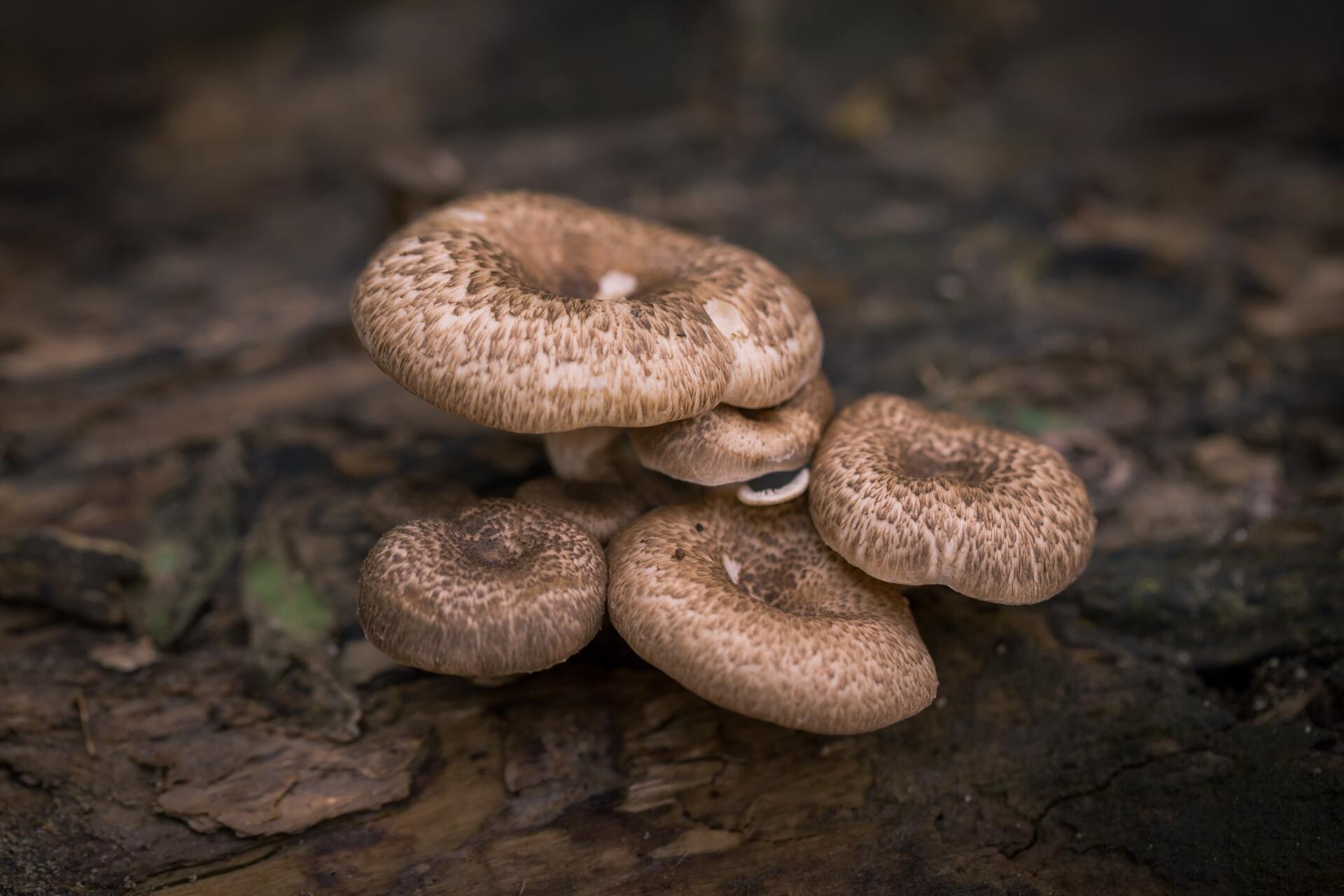shiitake mushrooms growing on a log