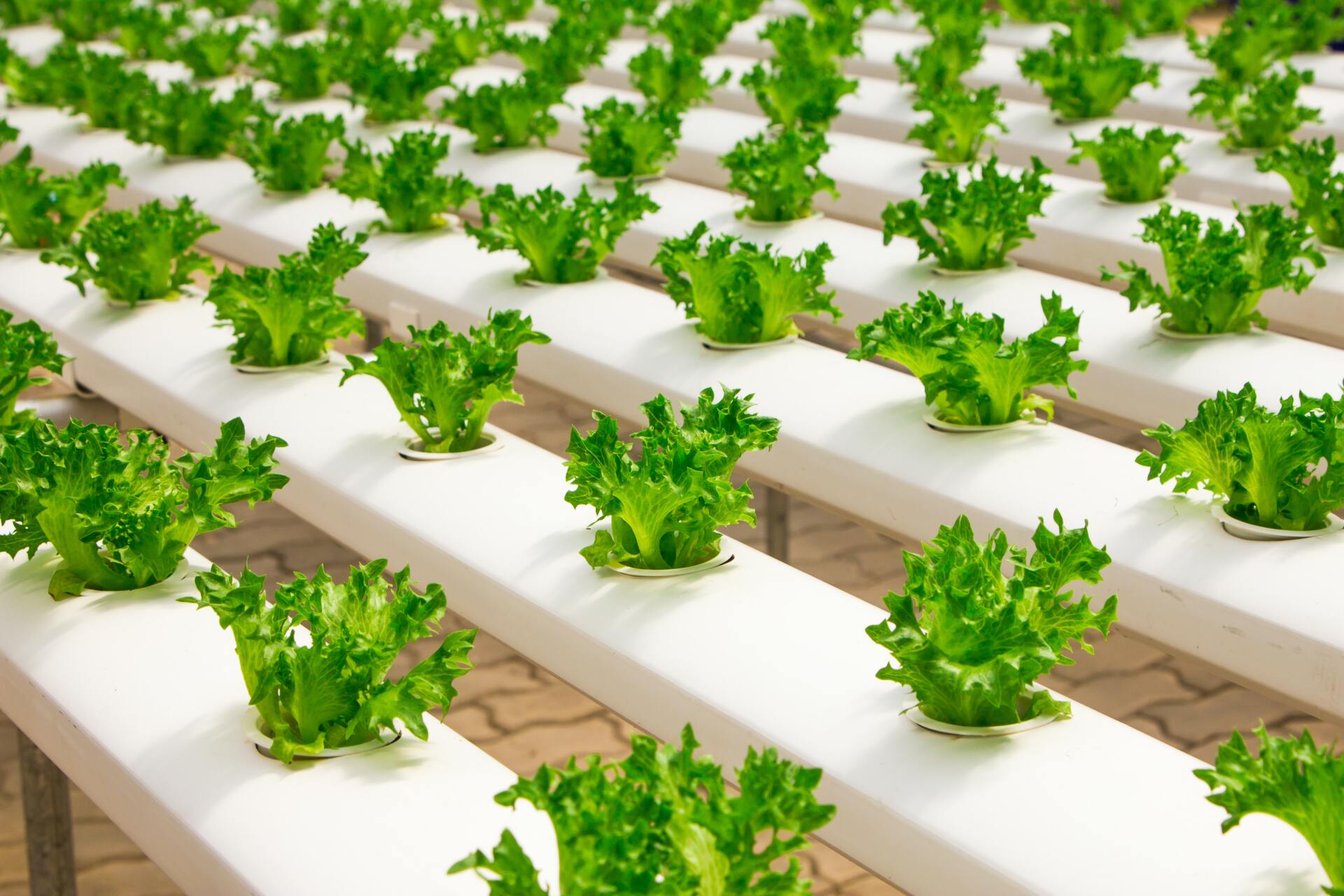 hydroponically grown lettuce