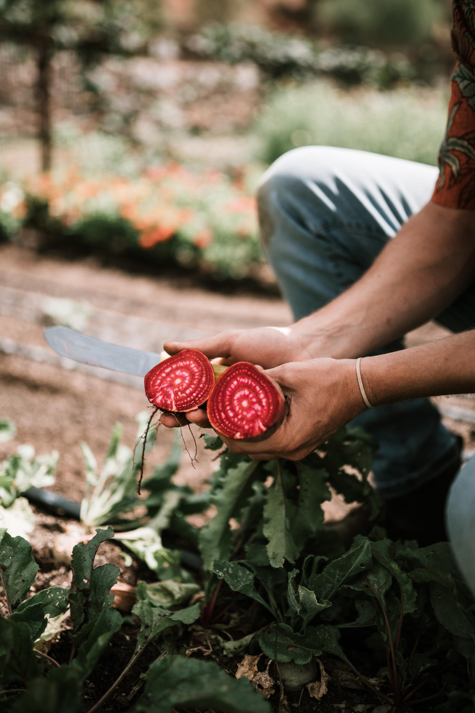 farmer in a field holding a cut open beetroot