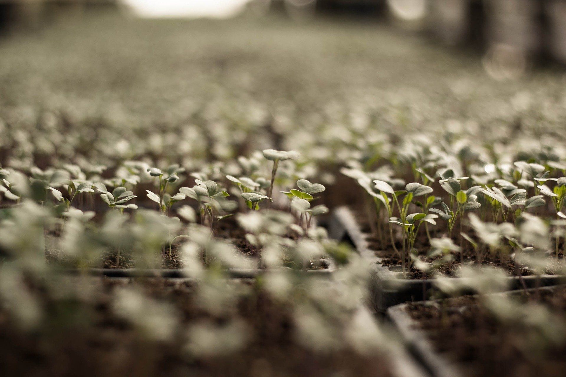 microgreens