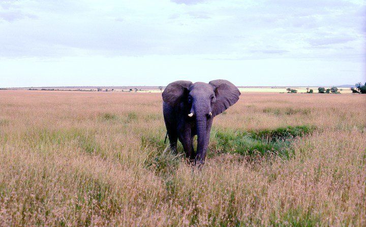 Male Elephant on the Kenya Savannah