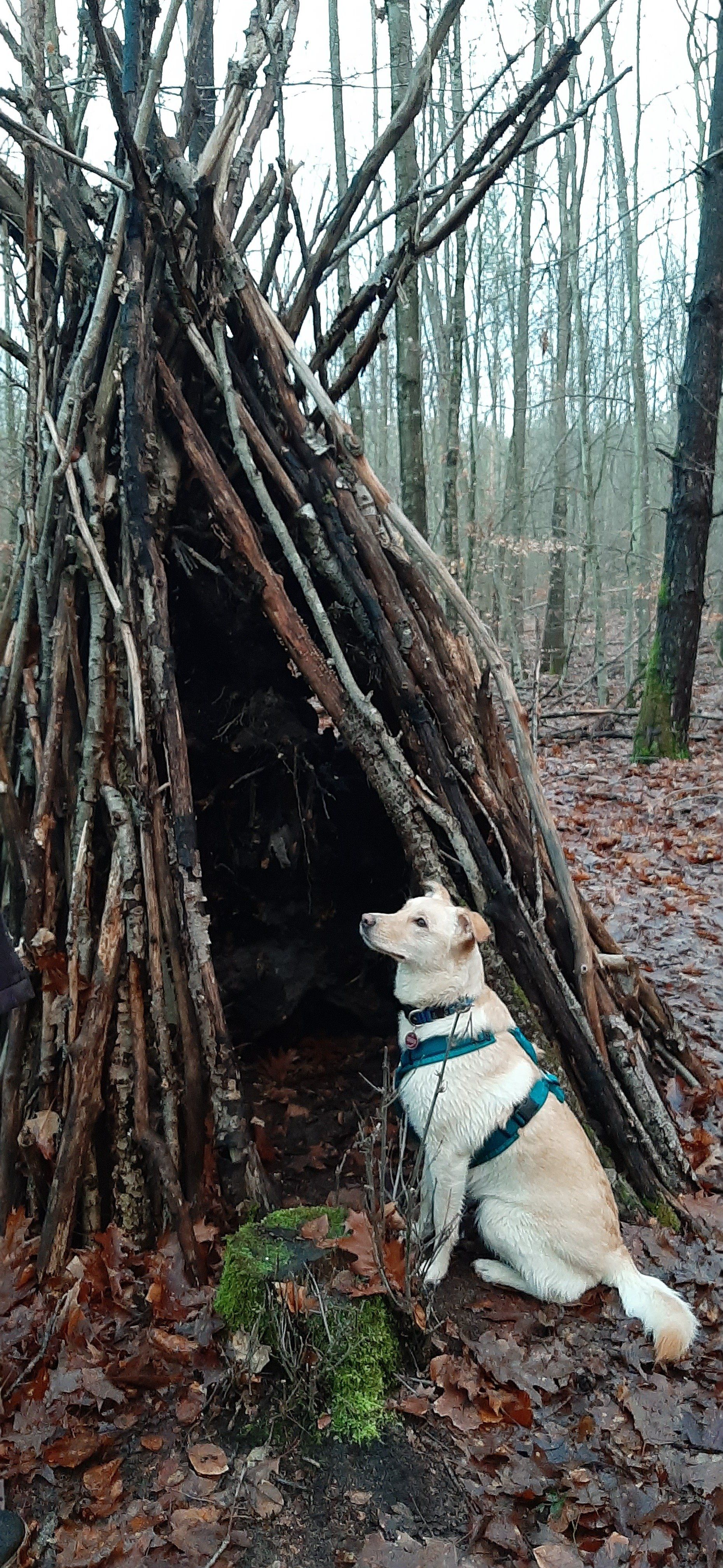 Altes Wissen der Indianer Therapiehund, Indianer,