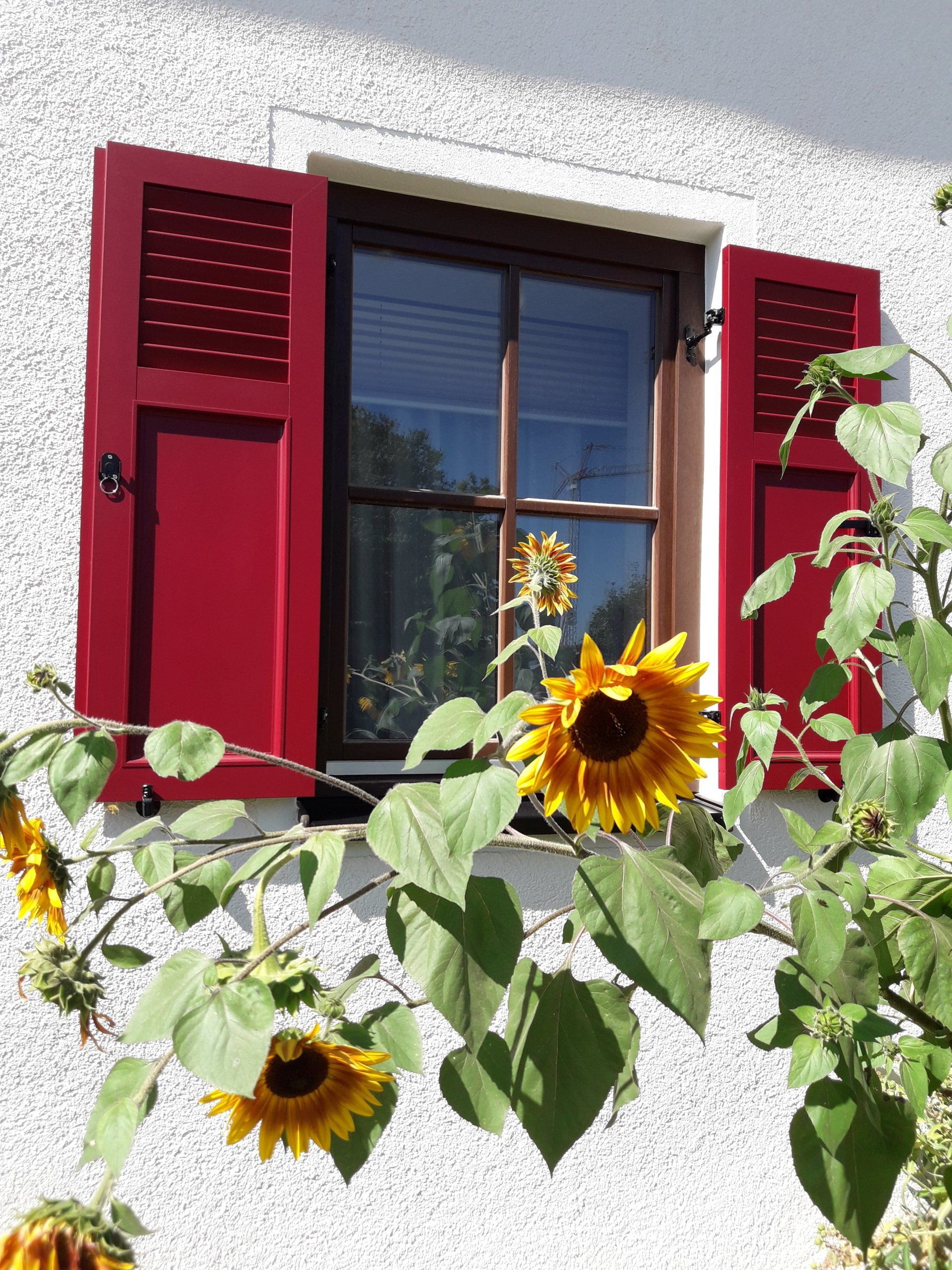 Fensterladen in Aluminium mit Jalousie und Füllung pulverbeschichtet in Feinstruktur matt montiert mit Ladenhalter als Frauenkopf auf Holzfenster mit Kreuzsprosse nahe Donauwörth