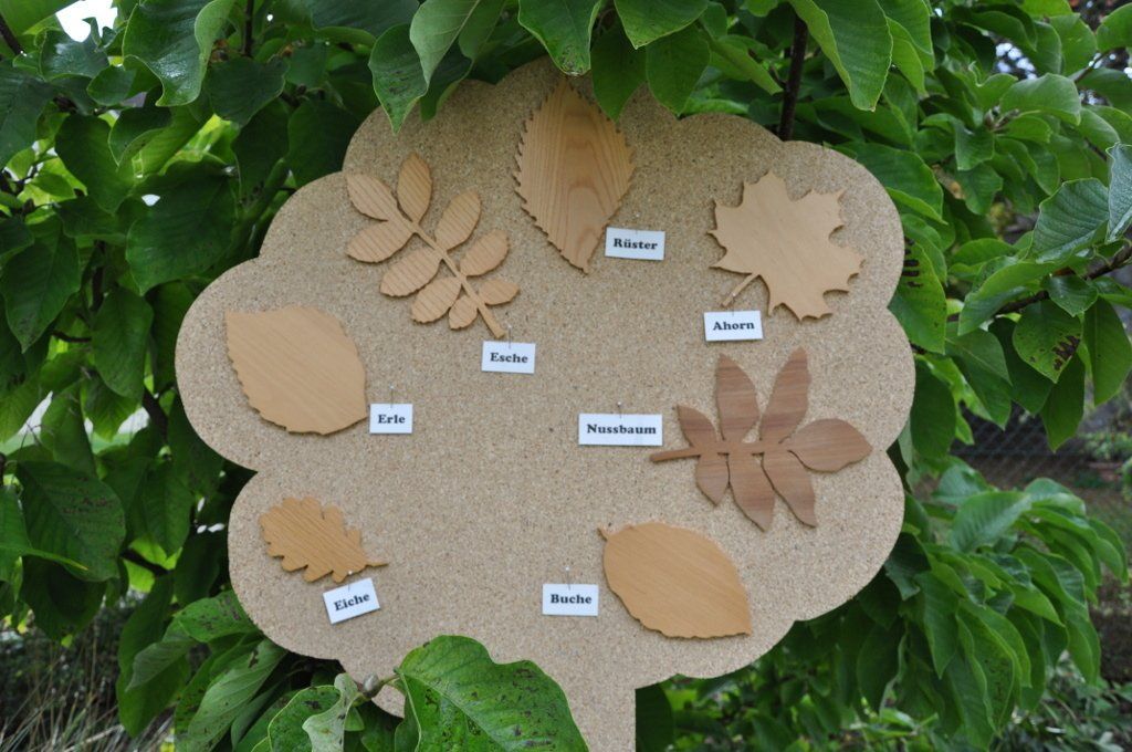 Holzarten für Zimmertüren, Eiche, Erle, Esche, Rüster, Ahorn, Nussbaum, Buche, Kirschbaum