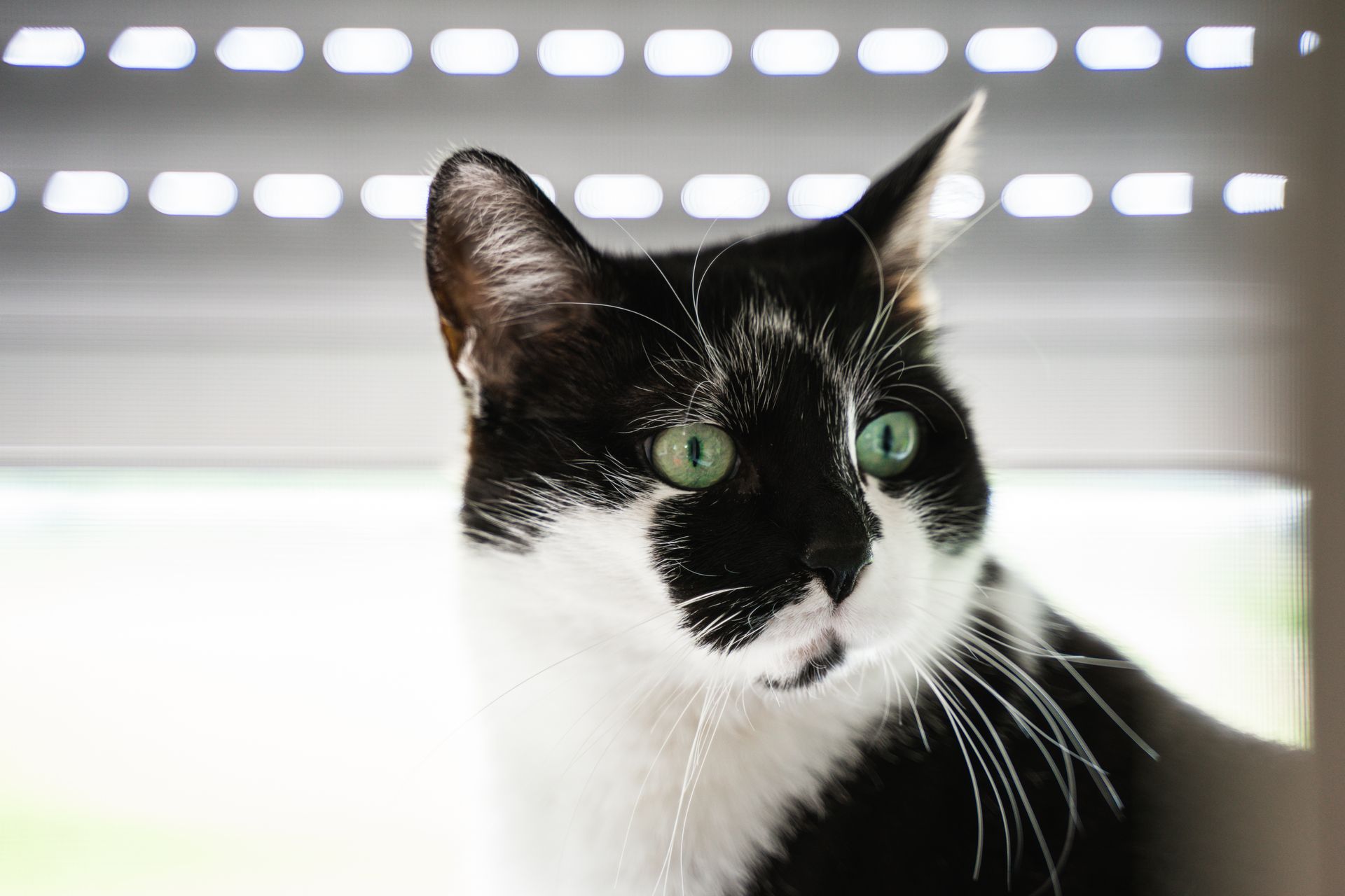 Katze am Fenster währen Katenbetreuung in Augsburg