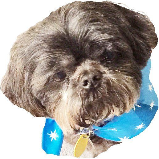 DAK, a much loved pet and the inspiration for the founding of The DAK Foundation Meet DAK — The inspiration for The DAK Foundation helps Bob McKelvey of the Varment Foundation Inc. care for rescue dogs through its DAKGrant program.