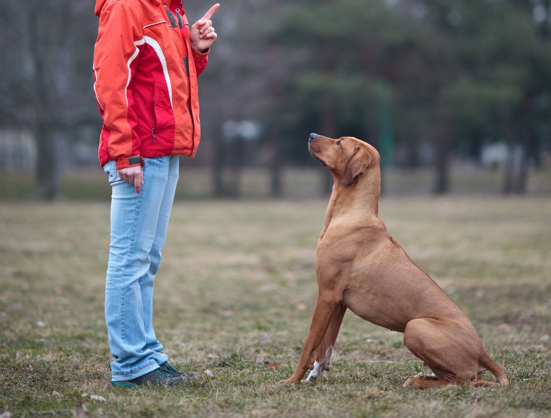 Hundeschule Lübz, Parchim, Plau am See