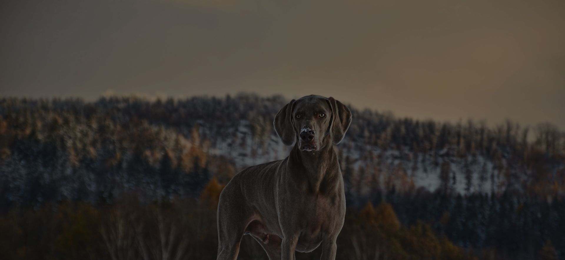 Hunderziehung Lübz, Parchim, Plau am See