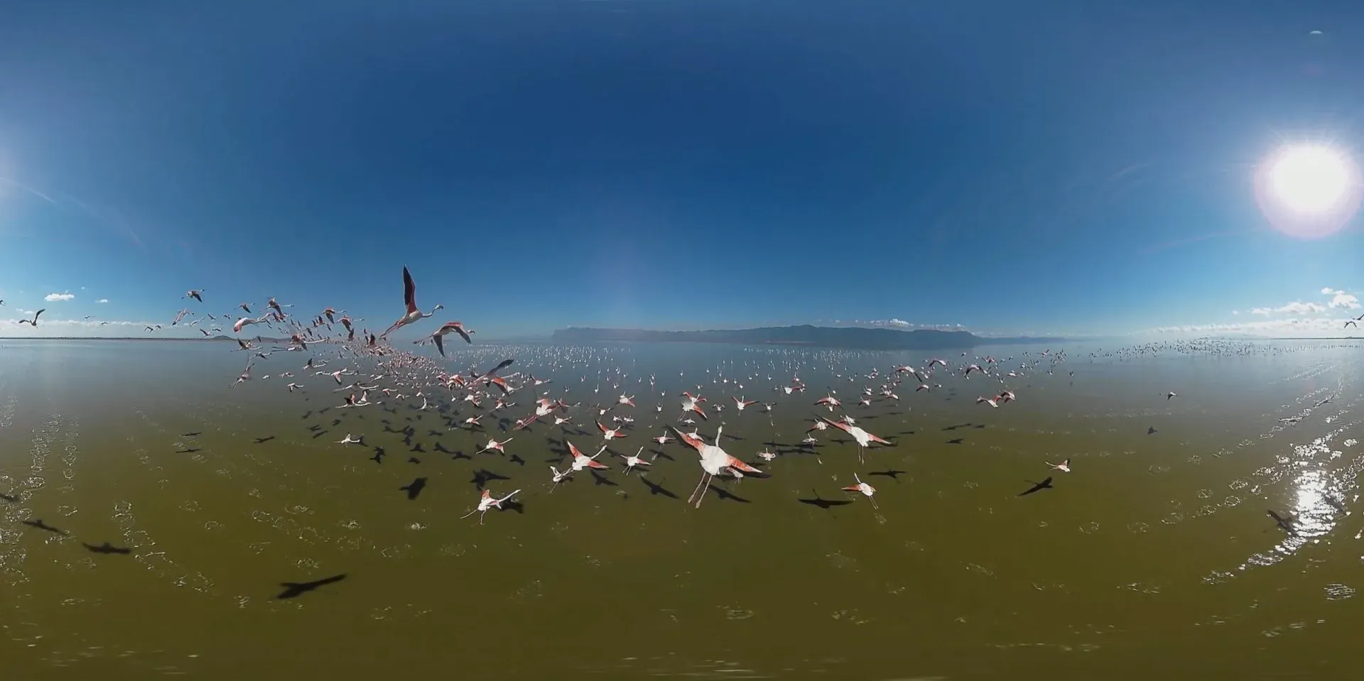 Pink Flamingos flying over the ocean filmed in VR
