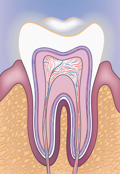 Zahnwurzel als Grafik für Zahnwurzel-Behandlungen