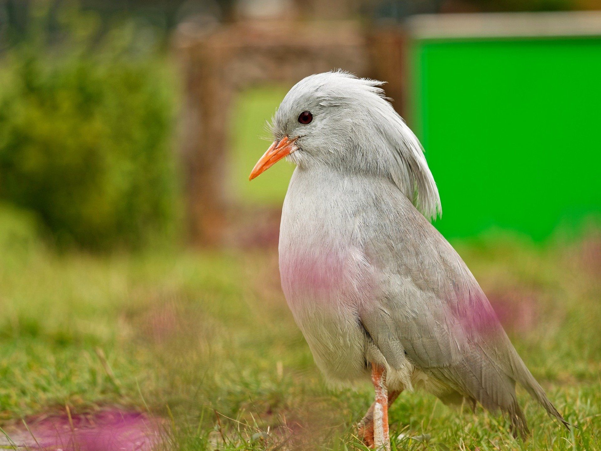 Foto: Michael G. Mitglied RWH, Kagu