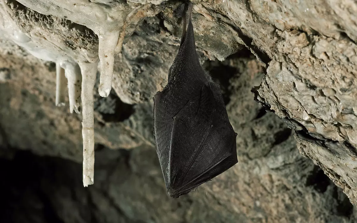 Deutsche Wildtier Stiftung