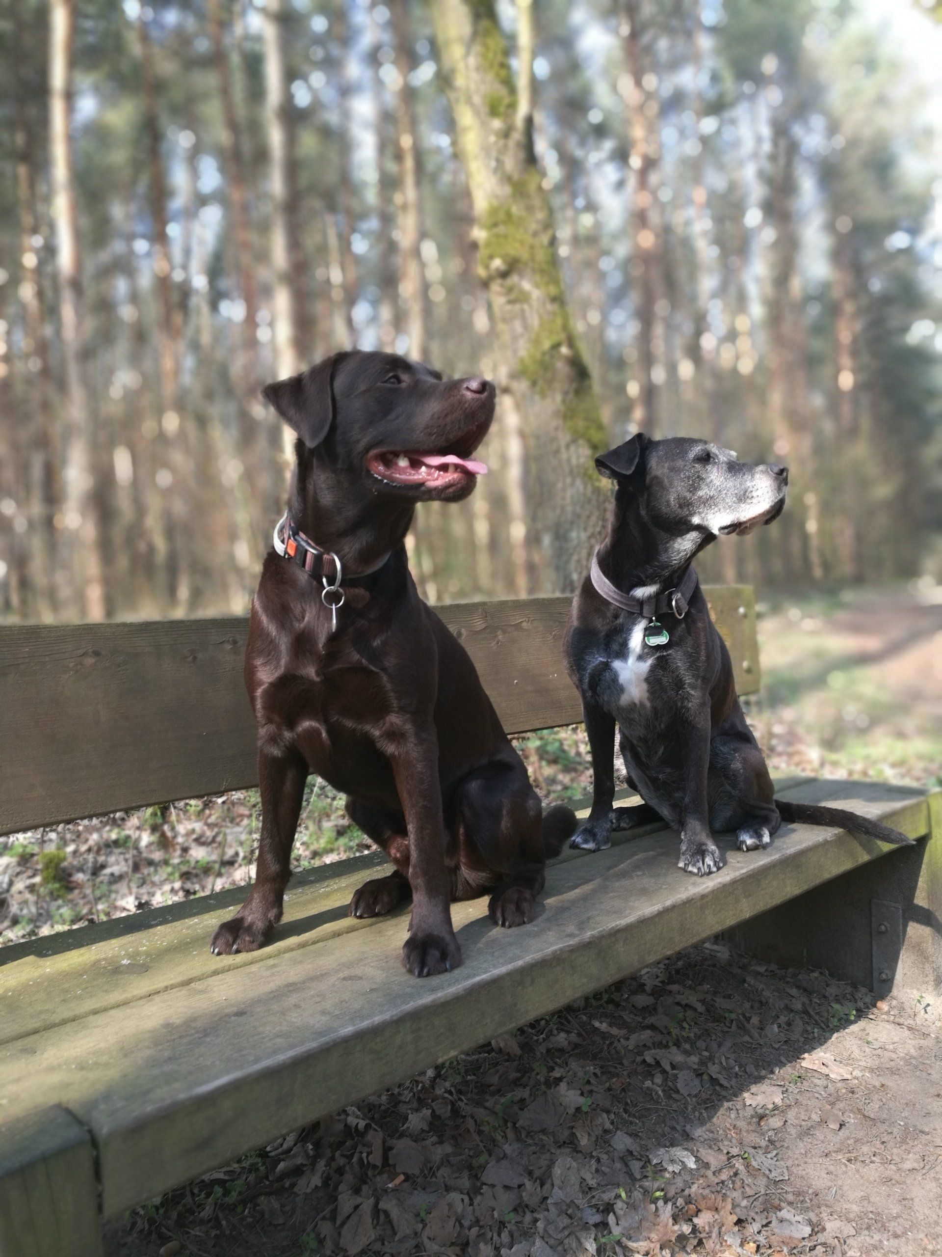 Hundeausführservice Potsdam Babelsberg Caputh Gassi service Fanny Pruschwitz