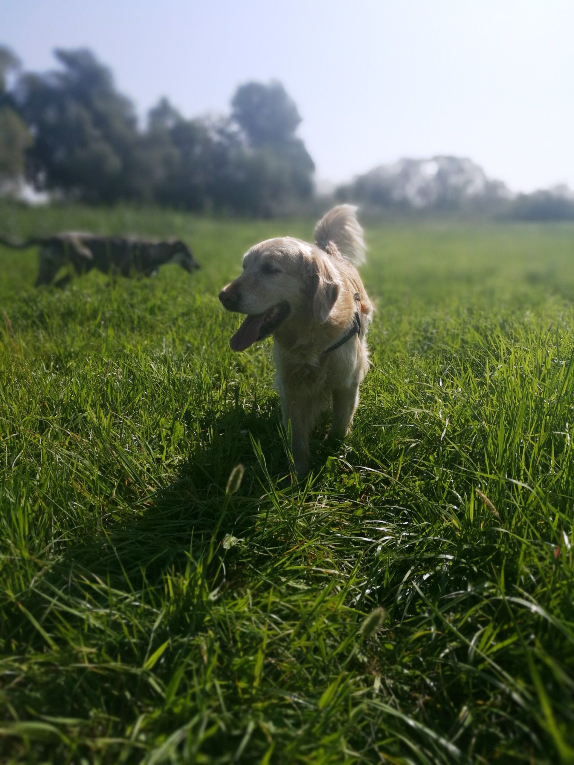 Hundeausführservice Potsdam Babelsberg Caputh Gassi service Fanny Pruschwitz