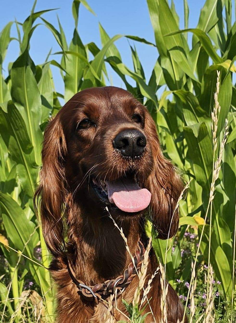 Red Bravehearts Bonny