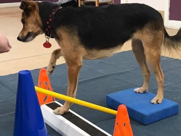 Rehabilitation and fitness