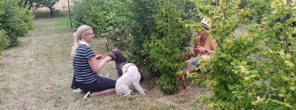 Erste Trüffel im vierten Jahr nach Auspflanzung Erste Trüffel im vierten Jahr nach Auspflanzung - Nachsuche