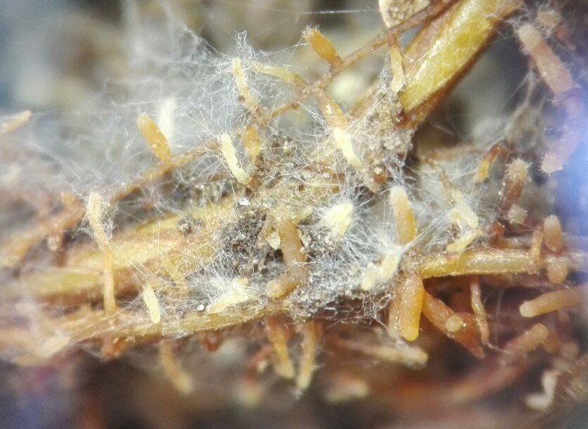 Mykorrhizaprüfung im Trüffelanbau