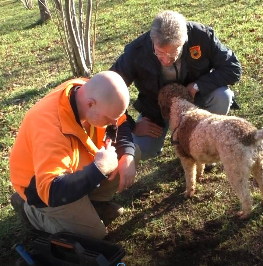 Trüffelanbau - von den Besten der Welt lernen