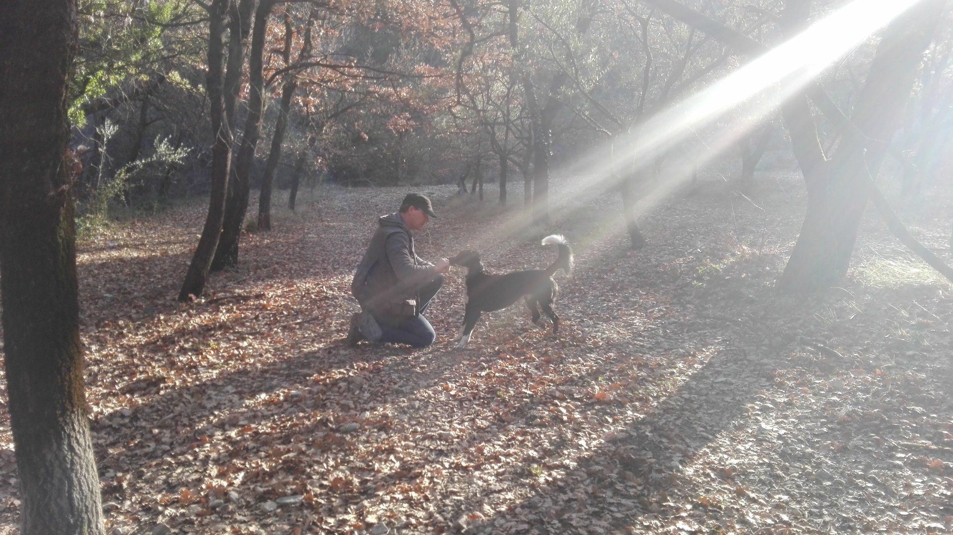 Trüffelanzeige Trüffelsuche auf einer Trüffelplantage rus nach