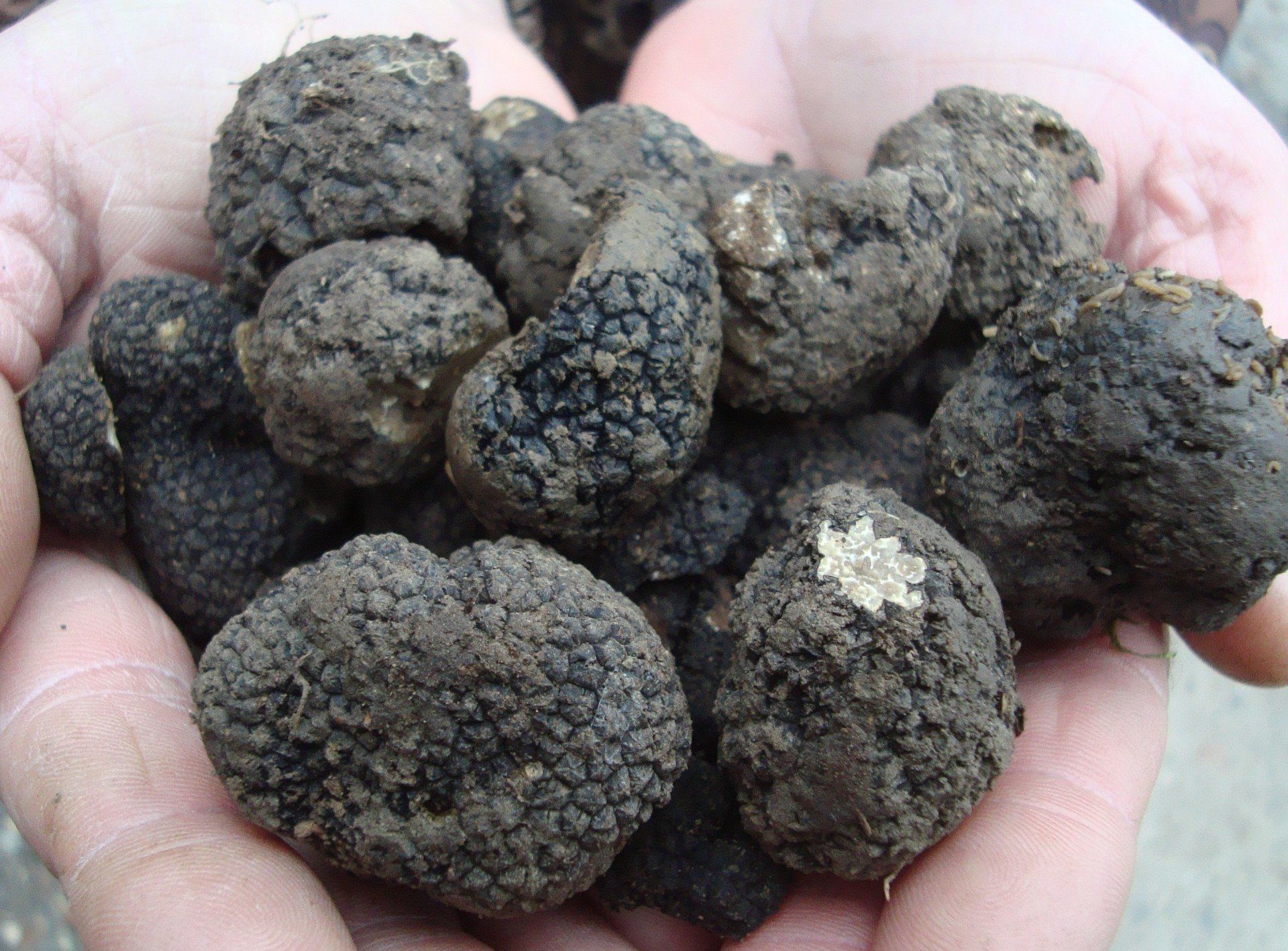 zwei Hände voll mit Trüffeln