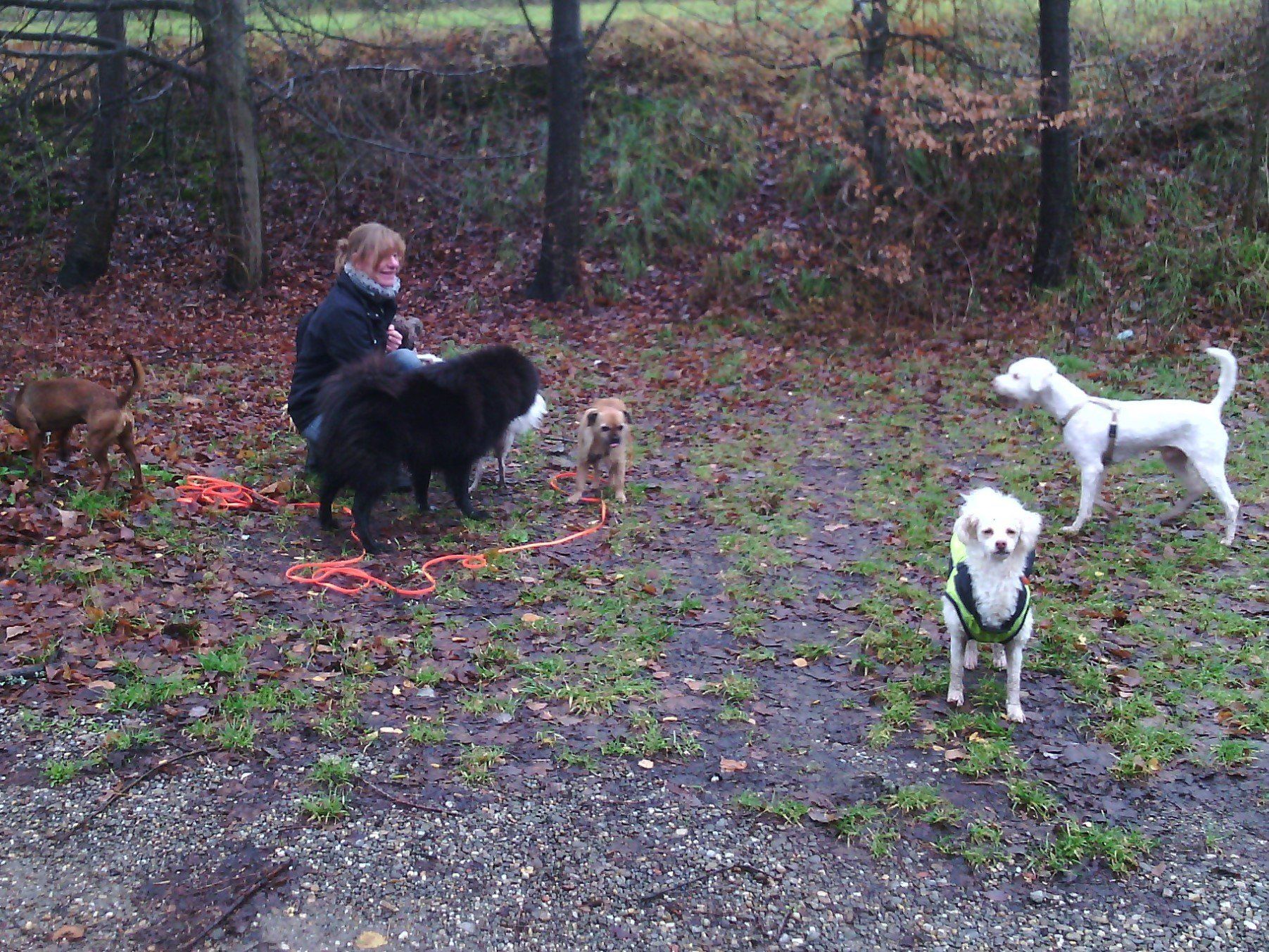 Frau füttert mehrere Trüffelsuchhunde während einer Suchpause