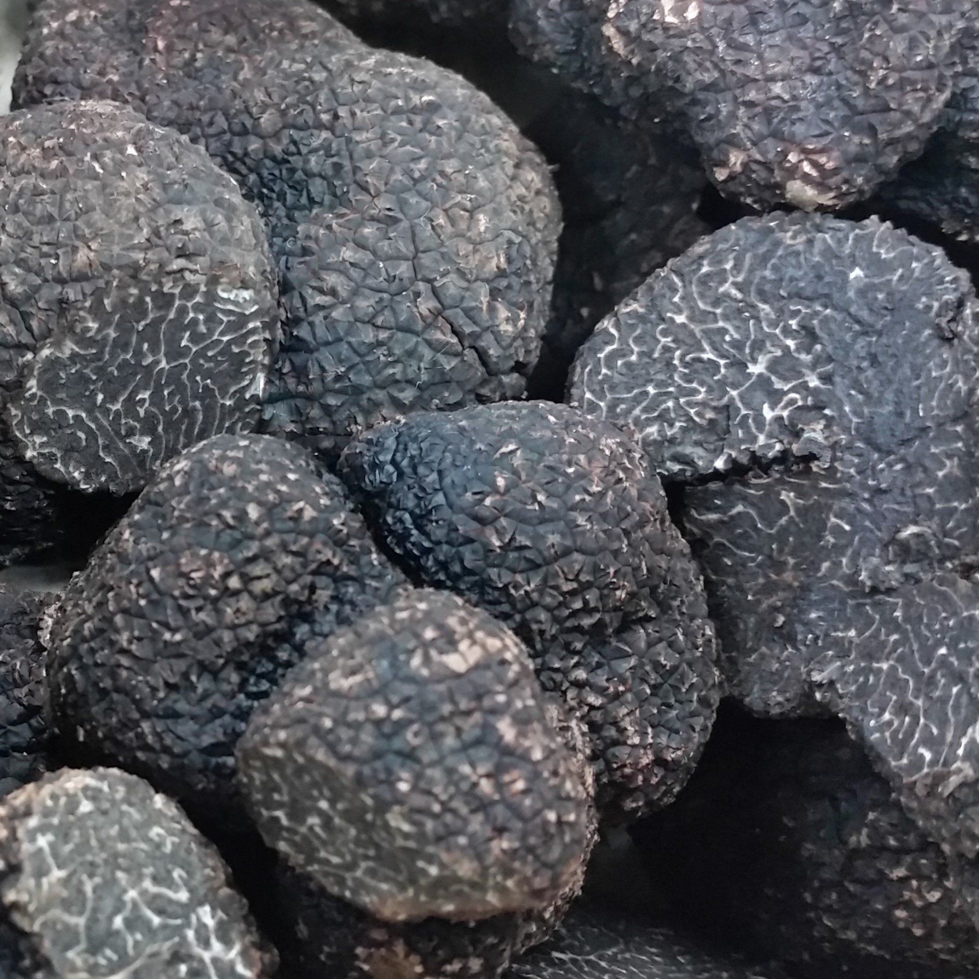 Schwrze Trüffel - Tuber melanosporum