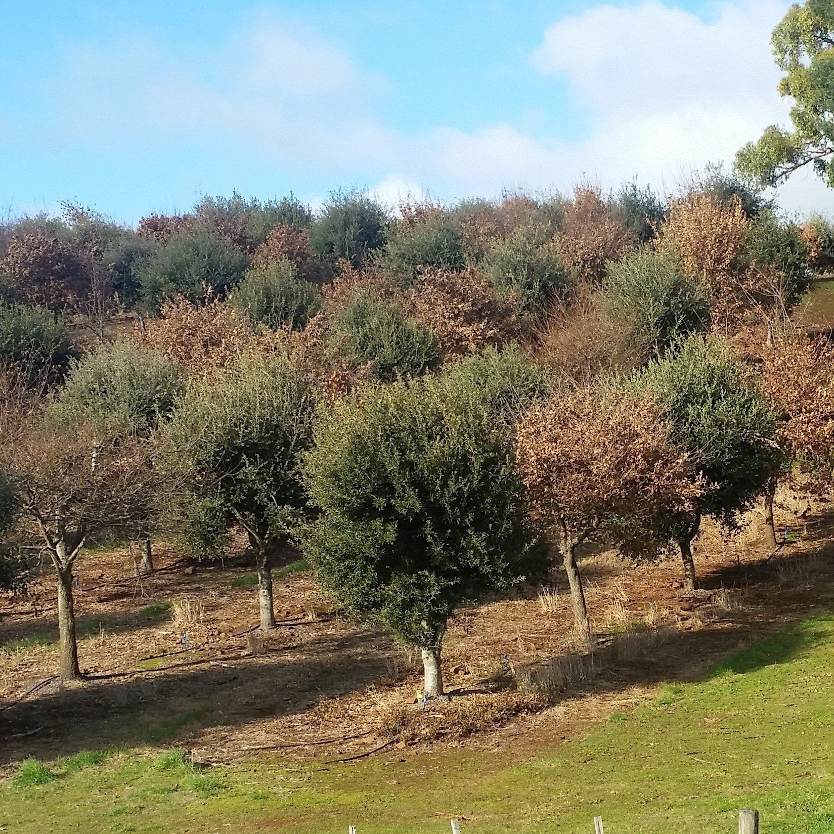 Trueffelzucht - falsche Standortwahl