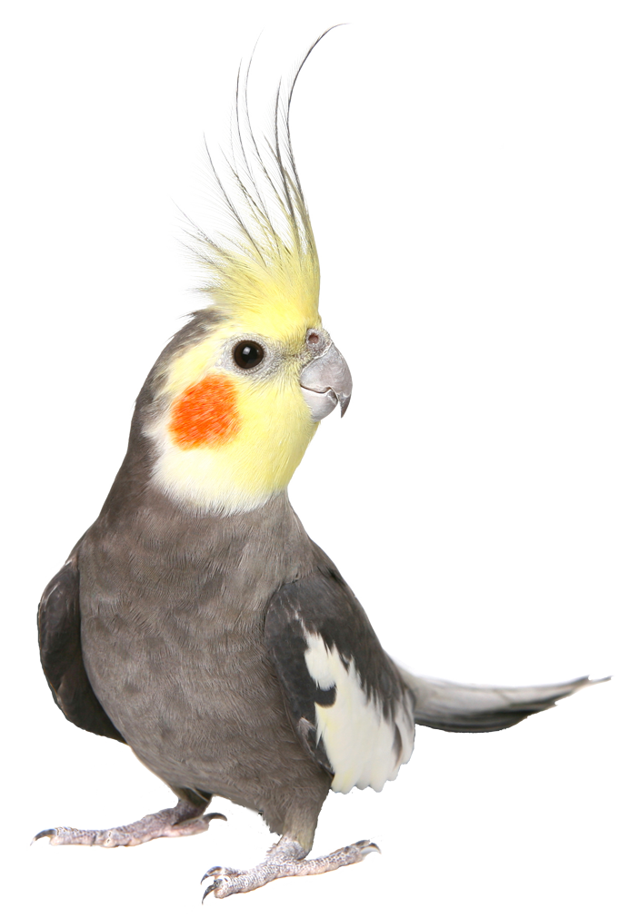 Pet sitters for exotic birds using our mobile app